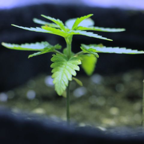 Big Bud growlog timeline photo