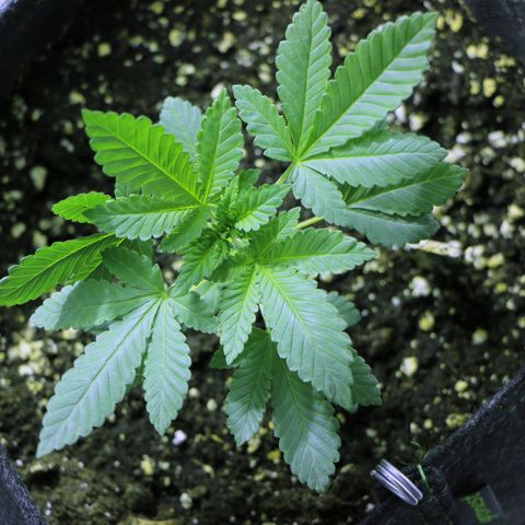 Blue Dream growlog timeline photo