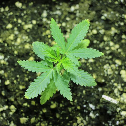 Big Bud growlog timeline photo