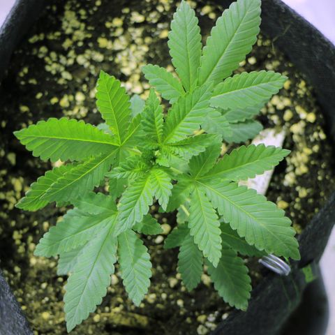 Blue Dream growlog timeline photo