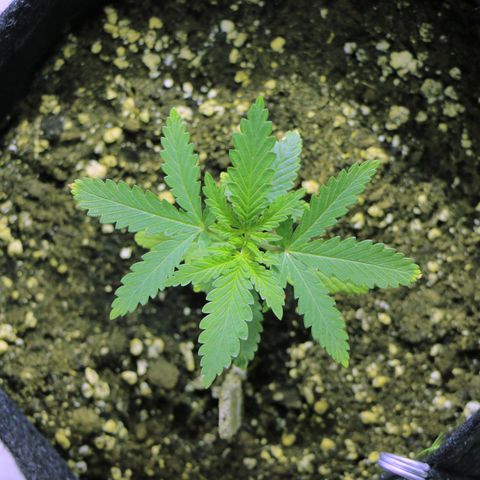 Big Bud growlog timeline photo