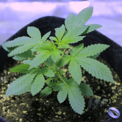 Blue Dream growlog timeline photo