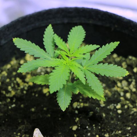 Big Bud growlog timeline photo