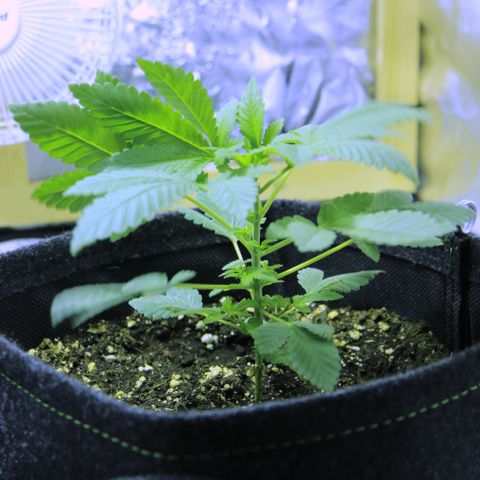 Blue Dream growlog timeline photo