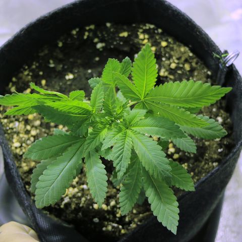 Blue Dream growlog timeline photo