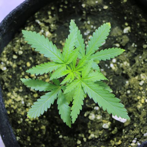Big Bud growlog timeline photo