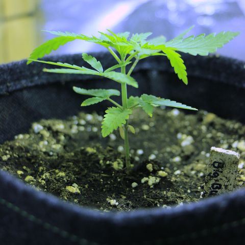 Big Bud growlog timeline photo