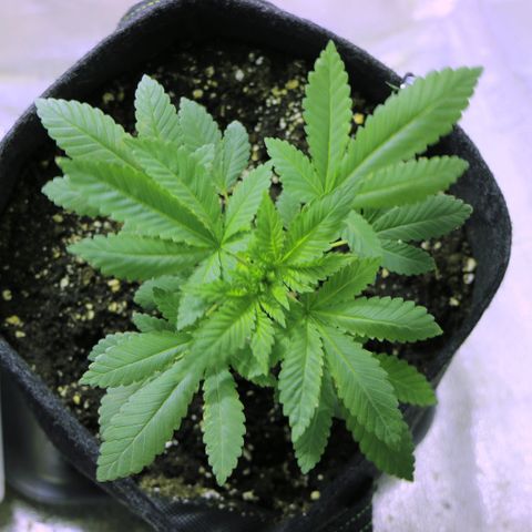 Blue Dream growlog timeline photo