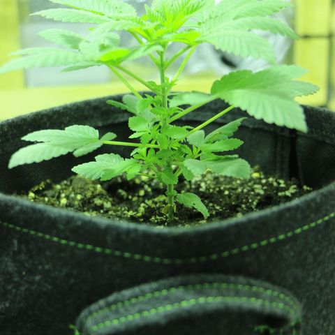 Blue Dream growlog timeline photo