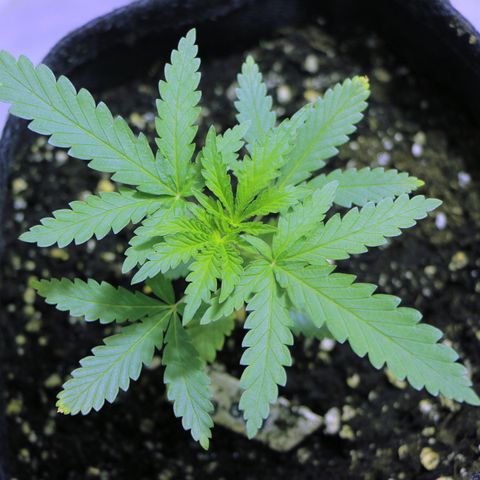 Big Bud growlog timeline photo