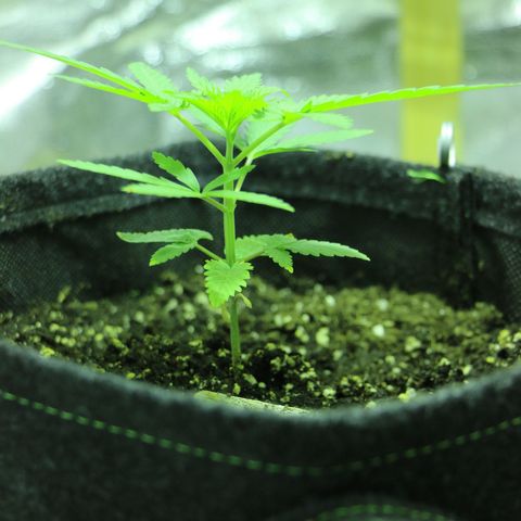 Big Bud growlog timeline photo