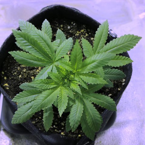 Blue Dream growlog timeline photo