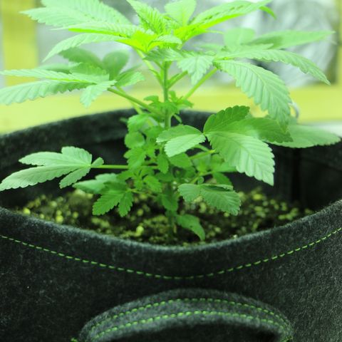 Blue Dream growlog timeline photo