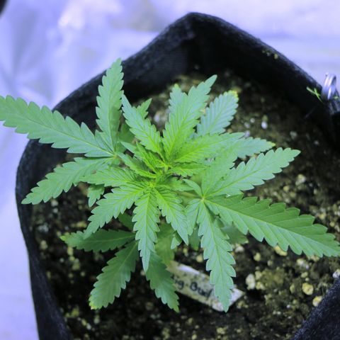 Big Bud growlog timeline photo
