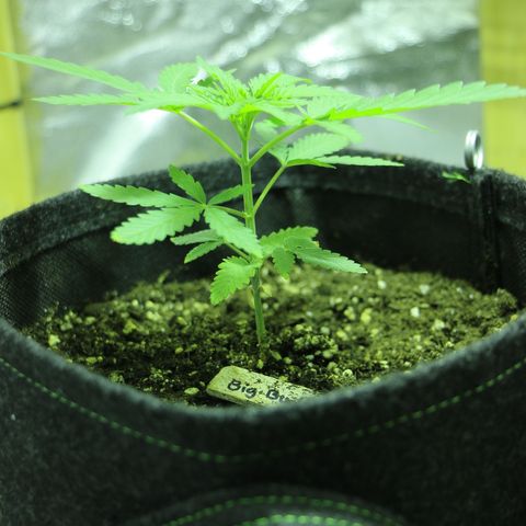 Big Bud growlog timeline photo