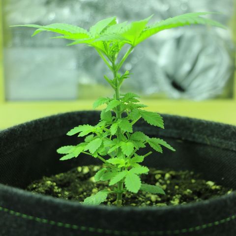 Blue Dream growlog timeline photo