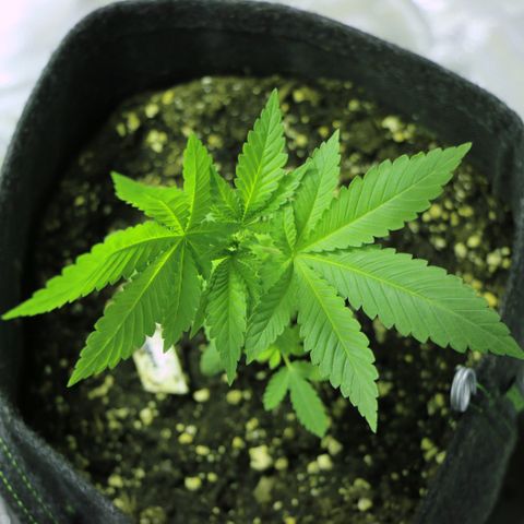 Blue Dream growlog timeline photo