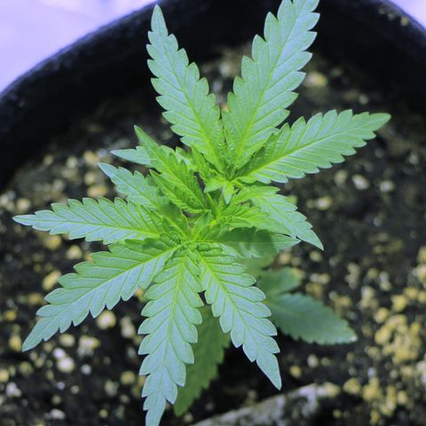 Big Bud growlog timeline photo