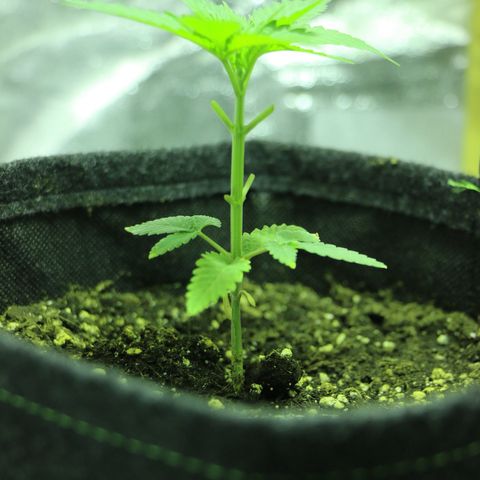 Big Bud growlog timeline photo