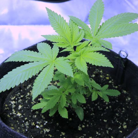 Blue Dream growlog timeline photo