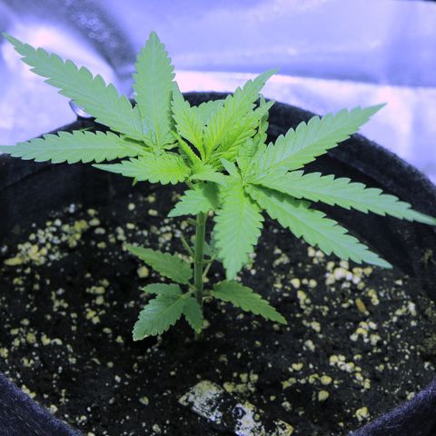 Big Bud growlog timeline photo