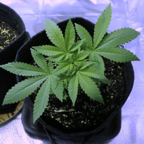 Blue Dream growlog timeline photo