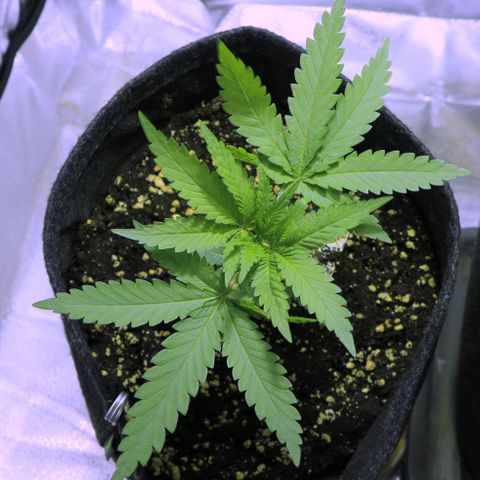 Big Bud growlog timeline photo