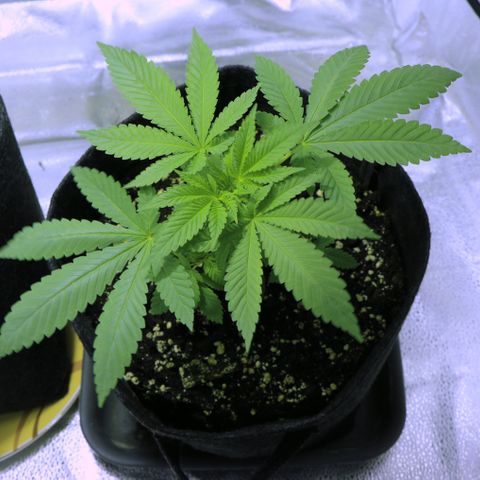 Blue Dream growlog timeline photo