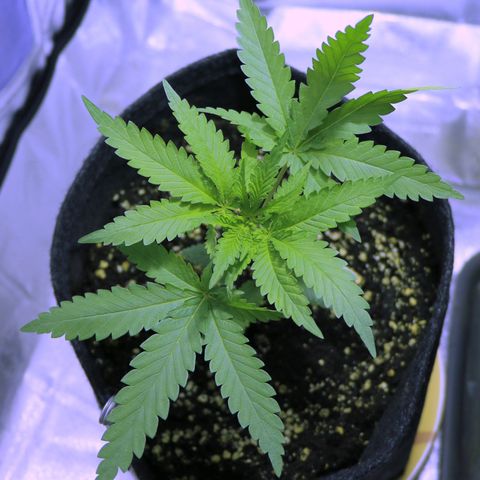 Big Bud growlog timeline photo