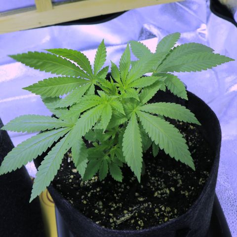 Blue Dream growlog timeline photo