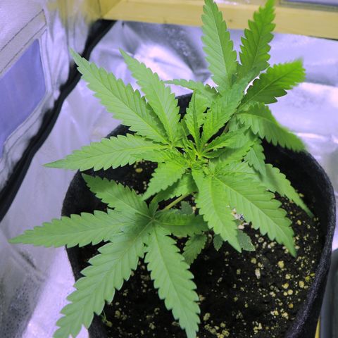Big Bud growlog timeline photo
