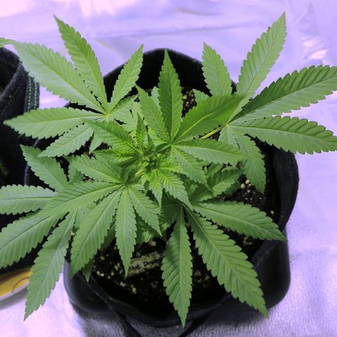 Blue Dream growlog timeline photo