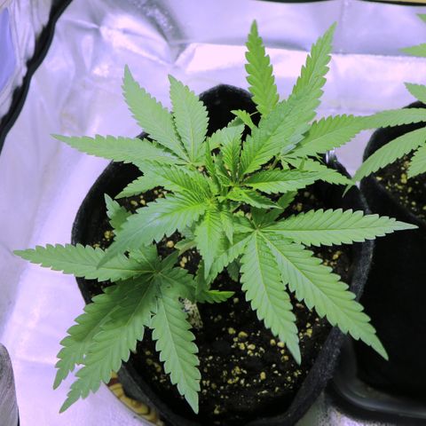 Big Bud growlog timeline photo