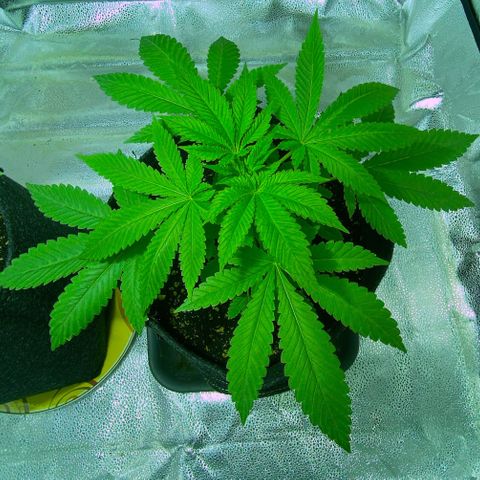 Blue Dream growlog timeline photo