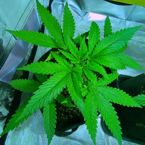 Big Bud growlog timeline photo