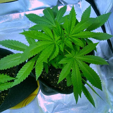 Blue Dream growlog timeline photo