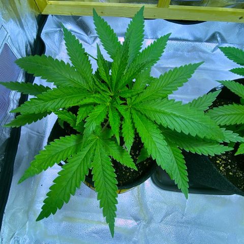 Big Bud growlog timeline photo