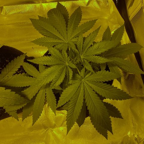 Blue Dream growlog timeline photo
