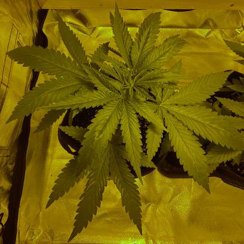 Big Bud growlog timeline photo