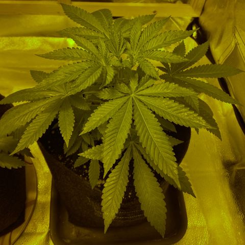 Blue Dream growlog timeline photo
