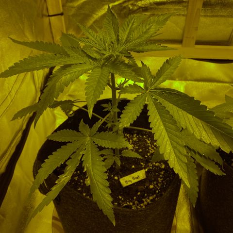 Big Bud growlog timeline photo