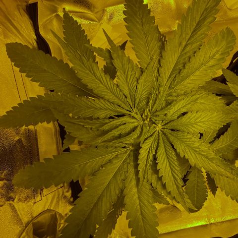 Big Bud growlog timeline photo