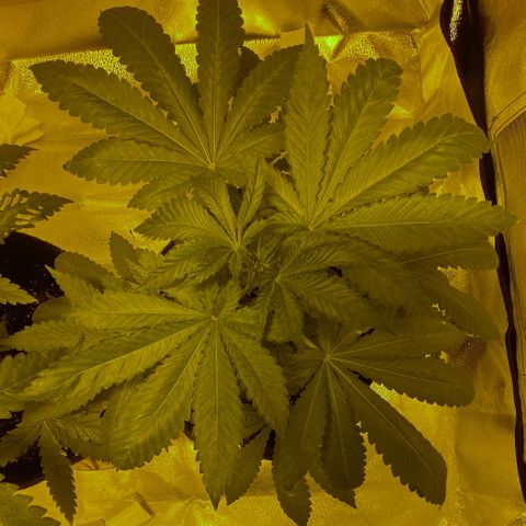 Blue Dream growlog timeline photo
