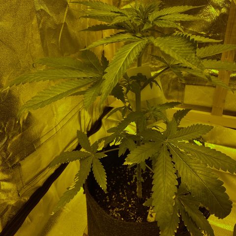 Big Bud growlog timeline photo