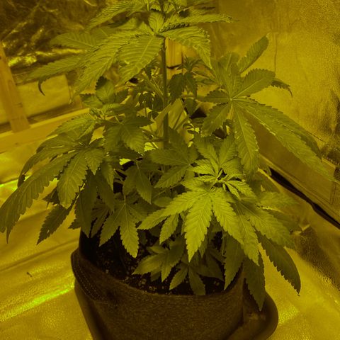 Blue Dream growlog timeline photo