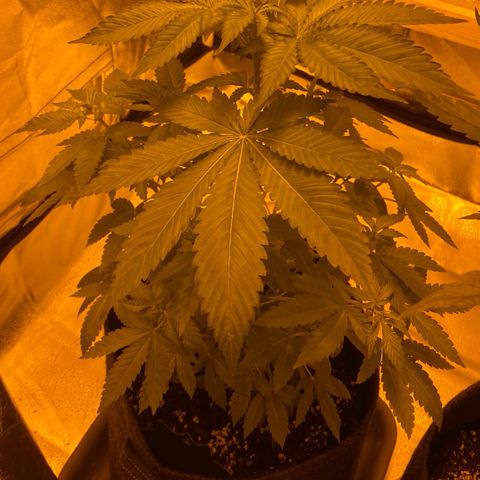 Blue Dream growlog timeline photo
