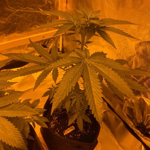 Big Bud growlog timeline photo