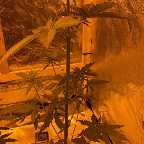 Big Bud growlog timeline photo