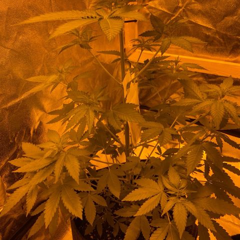 Blue Dream growlog timeline photo