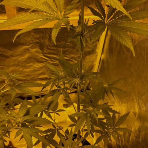 Big Bud growlog timeline photo